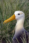 Waved Albatross - Galapagos Islands