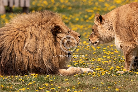 Male and Female African Lions Greeting