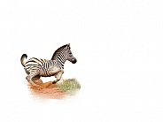Zebra SA Kruger Park
