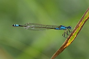 Common Bluetail Damselfly.