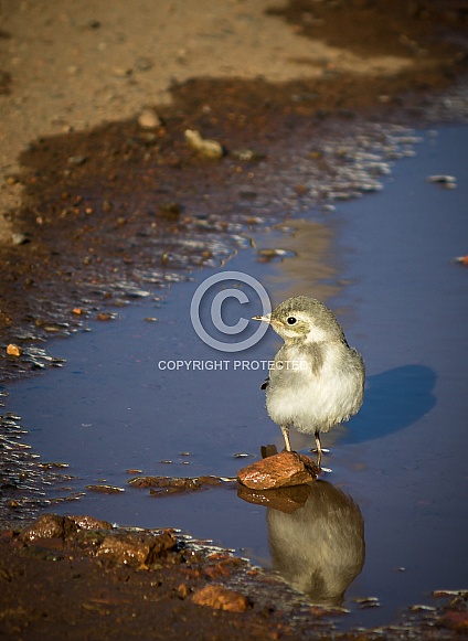 Young white wagtail