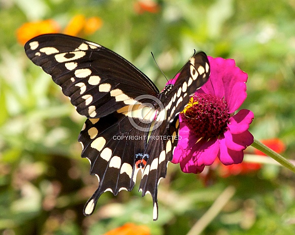 Giant Swallowtail feeding on zinnia flowers