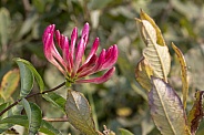 Wild honeysuckle flower