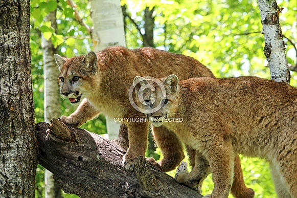 Pair of Young Cougars (Mountain Lions)