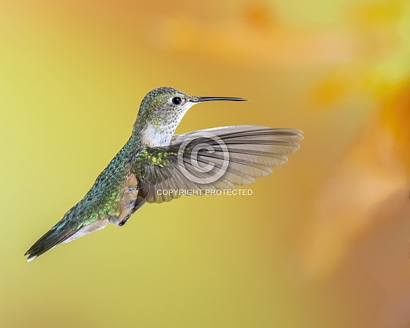 Broad-Tailed Hummingbird - Female or Immature Male