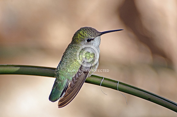 Costa's Hummingbird (Female)