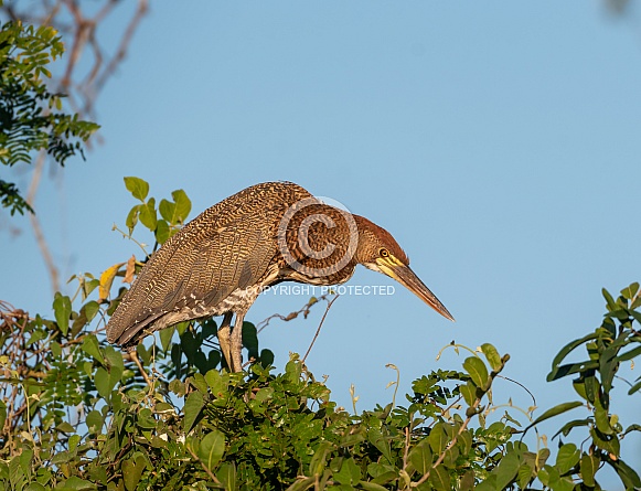 Rufescent Tiger Heron Perched on a Tree