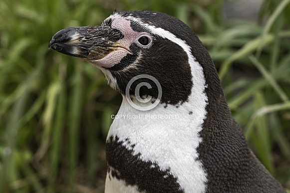 Humboldt Penguin Side Profile