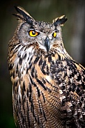 Eurasian Eagle Owl--Always Looking For Prey