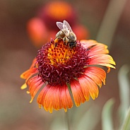 Honey Bee On Blanket Flower