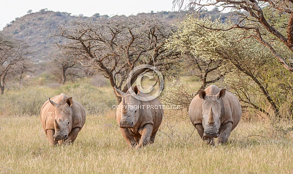 Three White Rhinos