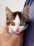 European Shorthair Kitten
