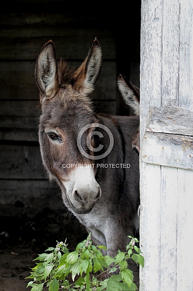 Donkey looking for dinner