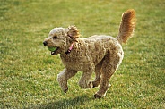 Goldendoodle Dog