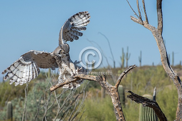 Great-horned Owl in Flight