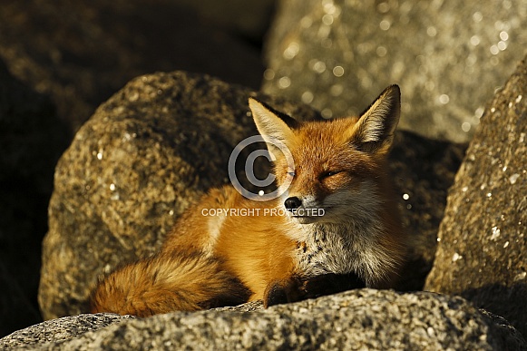 Red Fox enjoying the afternoon sun