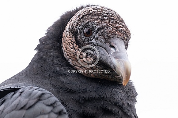 Black Vulture Head Shot Close Up
