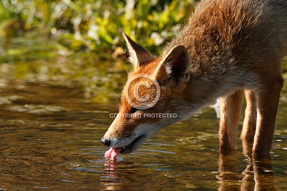 Red Fox drinking Water