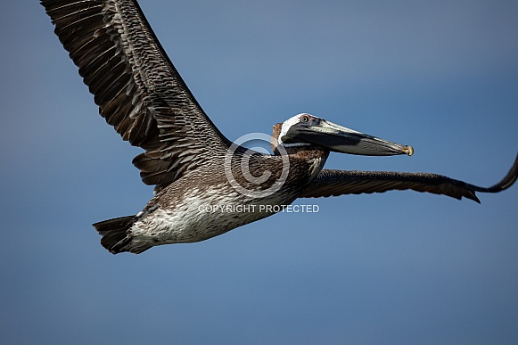 Brown Pelican flying