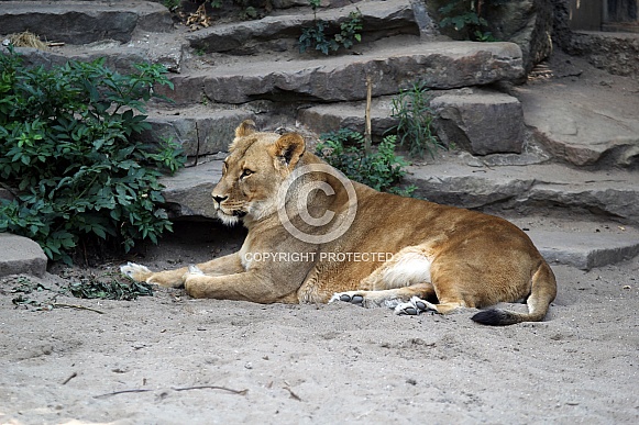 Lioness lying in the sand