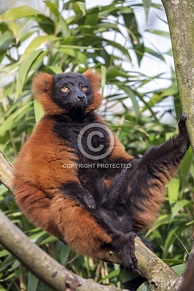 Red lemur (Eulemur rufus)