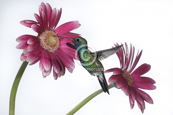 Broad-billed Hummingbird (wild male) & Gerber Daisy