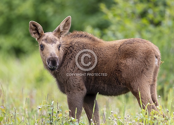 Moose calf in a green grass field