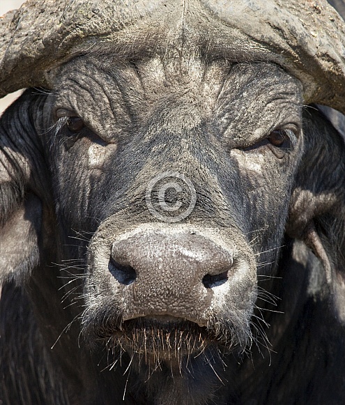 Buffalo (Syncerus caffer) - Botswana