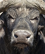 Buffalo (Syncerus caffer) - Botswana