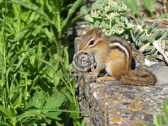 Young Chipmunk in Garden