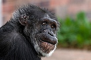 Chimpanzee Looking Over Shoulder