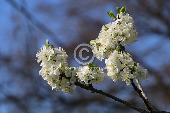 white cherry tree blossoms