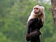 Colombian white-faced capuchin (Cebus capucinus)