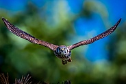 American Kestrel In flight