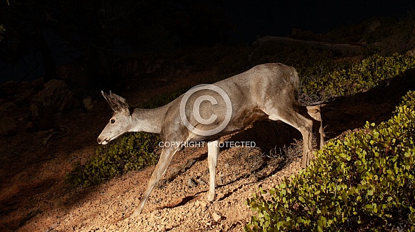 Mule deer doe at night