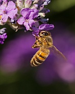 Honey Bee on Lavender