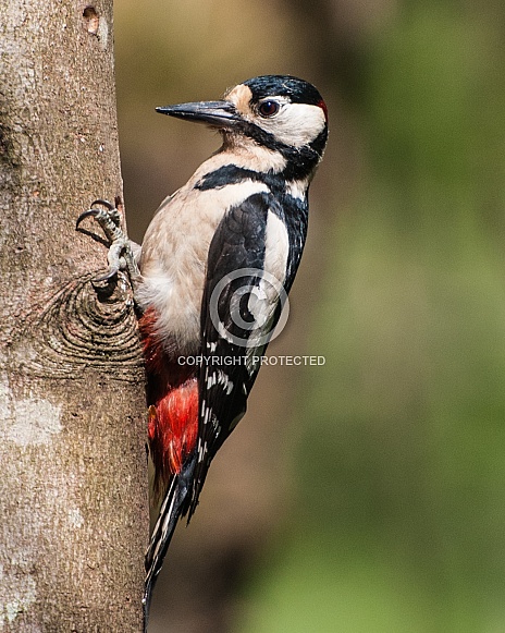 greater spotted woodpecker male
