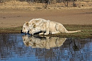 African White Lions (Male)