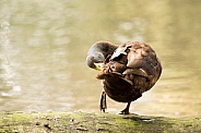 Brown duck preening (wild)