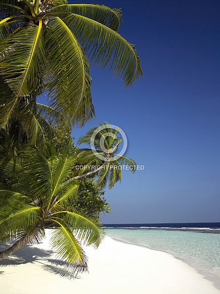 Coral island - Maldives