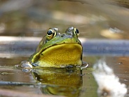 Reflective Froggy