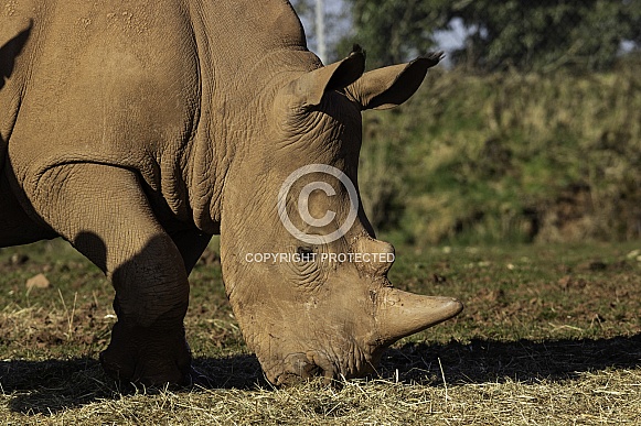 White Rhino close up