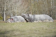Pair of Hippos