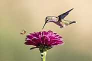 Hummingbird—Nectar Race