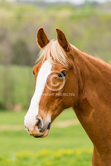 Chestnut Horse