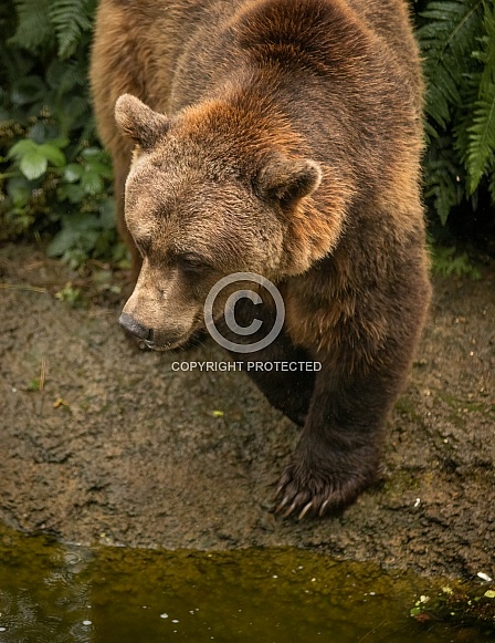 Grizzly Bear Walking with Claws