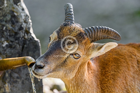 Young mouflon drinking water at the fountain