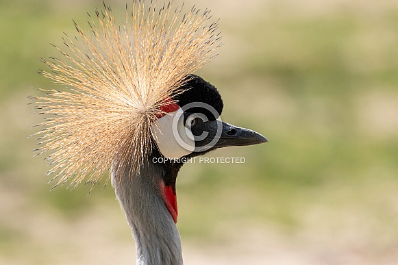 African Crowned Crane Head Shot