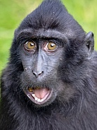 Crested macaque (Macaca nigra)