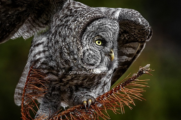 Great Grey Owl--Great Grey Heading Out